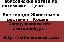 абиссинские котята из питомника › Цена ­ 15 000 - Все города Животные и растения » Кошки   . Свердловская обл.,Екатеринбург г.